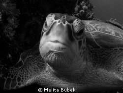 turtle...I think this portrait is better in B/W...;-) by Melita Bubek 